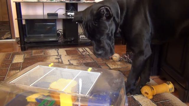 Собака Кане Корсо Деррек и хомяк. #canecorso смотреть онлайн