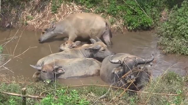The Ultimate Showdown: Cape Buffalo Vs. Water Buffalo.