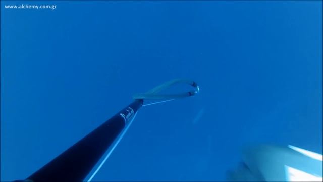 Alchemy Spearfishing | Cernia Bianca by Andreas Kostanasios смотреть онлайн