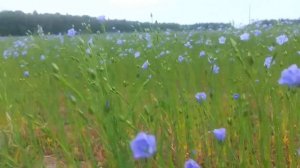 Цветущее льняное поле