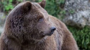 ЧЕМ ПИТАЮТСЯ МЕДВЕДИ | ОБРАЗ ЖИЗНИ МЕДВЕДЕЙ | СКОЛЬКО ЖИВУТ МЕДВЕДИ