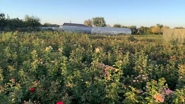 По копке роз пока Стоп смотреть онлайн