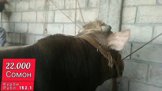 Мол бозор бохтар Хочи шариф факат букаи 25.000 сомон