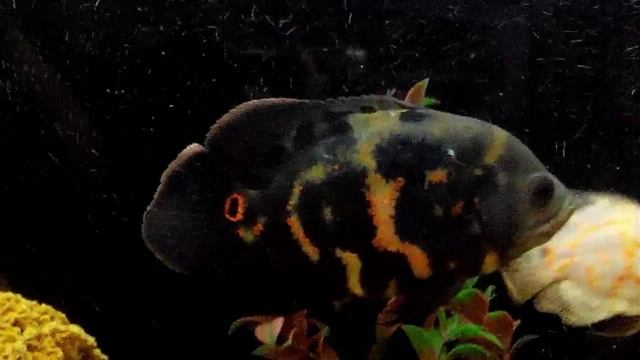 Мои астронотусы ч 4 смотреть онлайн