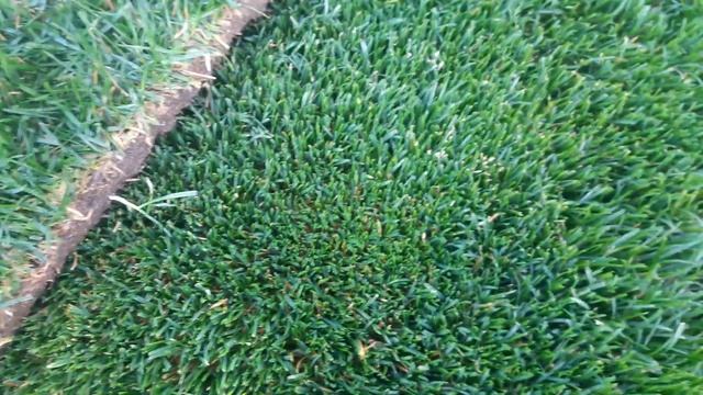 Отличие спортивного газона от элитного.