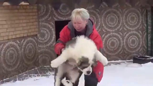 Щенки алабая www r risk ru +79262205603 Татьяна Ягодкина смотреть онлайн