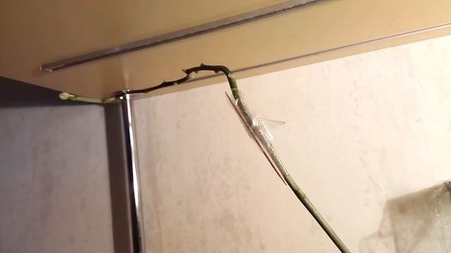 сломался цветонос. чем закончилась попытка прирастить? смотреть онлайн