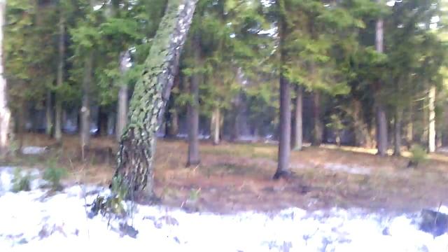 Заснеженный лес(ВЕСНА) смотреть онлайн