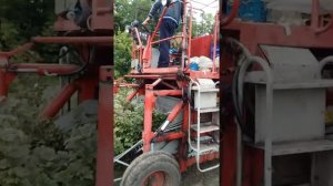 Сорт смородины красной "ВИКА". Сорта смородины красной для механизированной уборки.