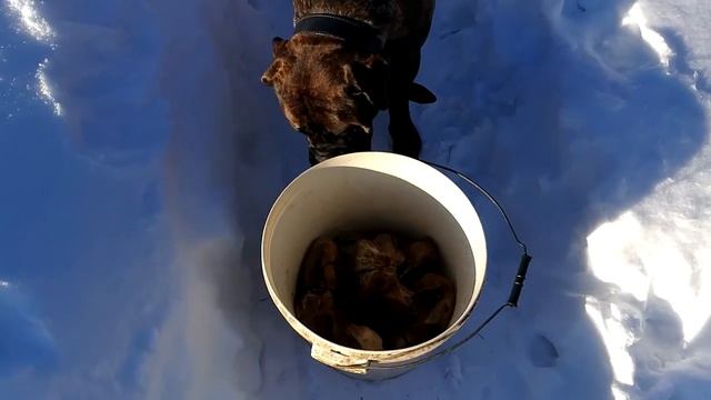 Виртуоз Гастрономии