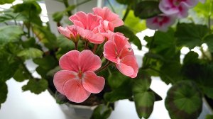 Налей это под герань и увидишь что будет. Средство  ДЛЯ ПЫШНОГО ЦВЕТЕНИЯ ГЕРАНИ