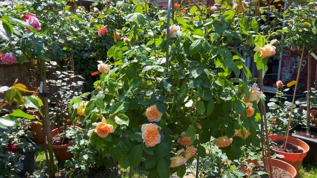 Розы в саду 2023. Обзор розы Грейс от Дэвида Остина. Роза в моем саду. Роза на штамбе. Любимая роза смотреть онлайн