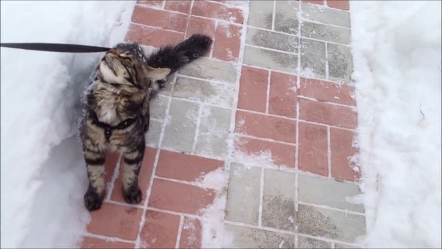 Первый выгул кота в шлейке смотреть онлайн