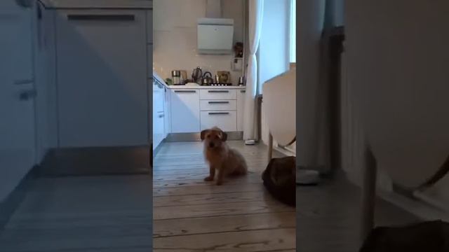 Лена и Макс, работа в зоне поиска дома, запах дёготь смотреть онлайн