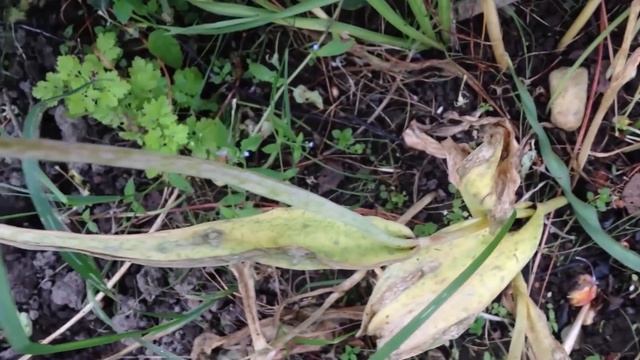 Фавориты весеннего сада смотреть онлайн