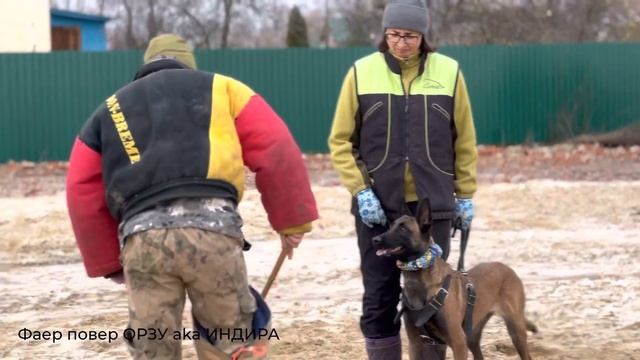 Щенки бельгийской овчарки малинуа рабочего разведения. Питомник Бремино царство смотреть онлайн