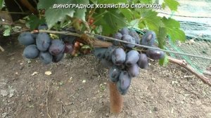 Сорта винограда 2020. Кишмиш Сказка - неожиданный результат!