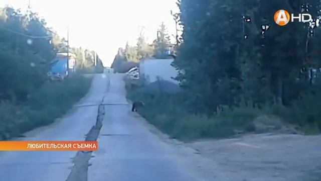 Мишка косолапый по лесу идёт - итог встречи с ним совсем непредсказуем смотреть онлайн