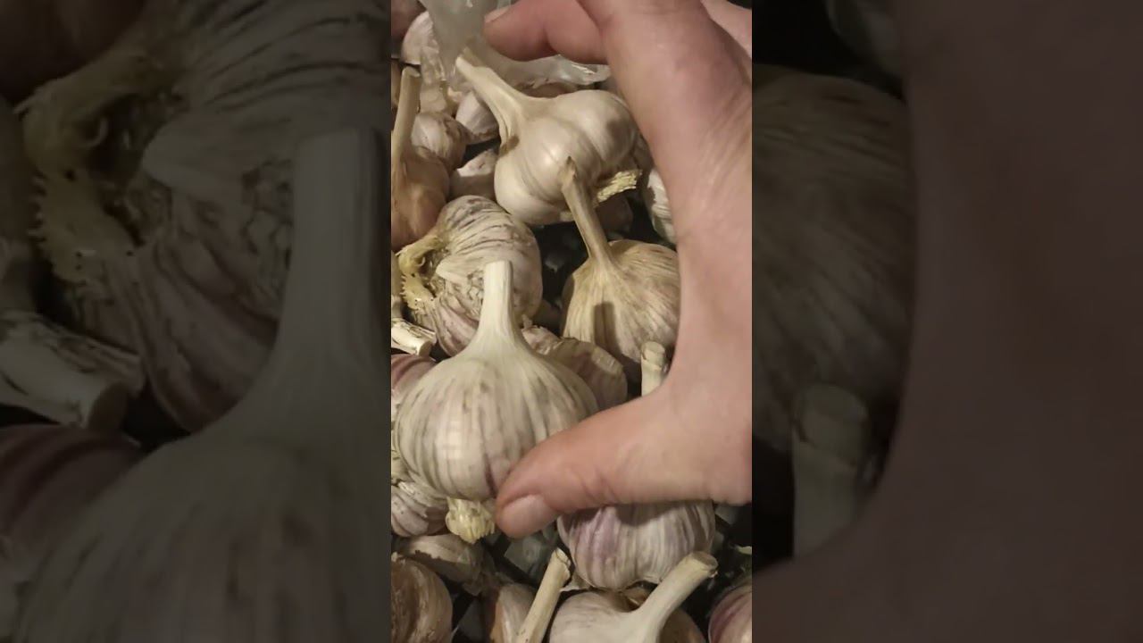 посадка чеснока головкой. о способах посадки и площади питания смотреть онлайн