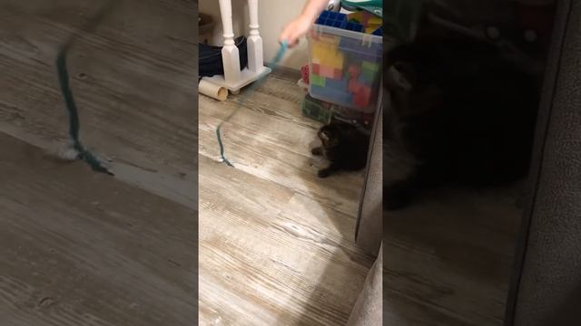 #Котенок играет с бантиком #Shorts смотреть онлайн