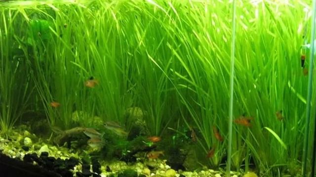 Топ 5 неприхотливых аквариумных растений для начинающего аквариумиста смотреть онлайн