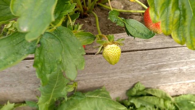 Как получить большой урожай клубники смотреть онлайн