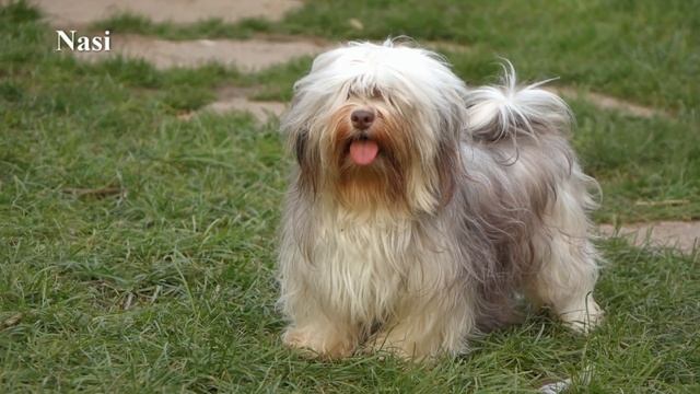 Havanese dogs playing in the garden смотреть онлайн