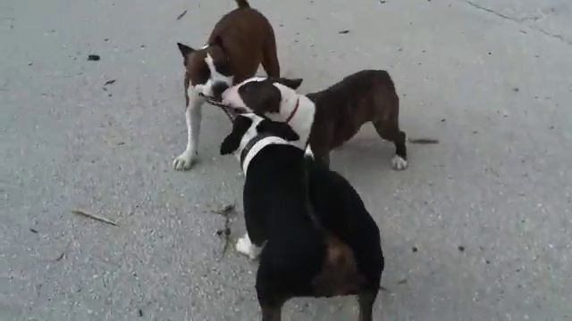 Amstaff Bull Terrier Play