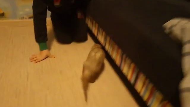 Домашний хорек Элвис смотреть онлайн