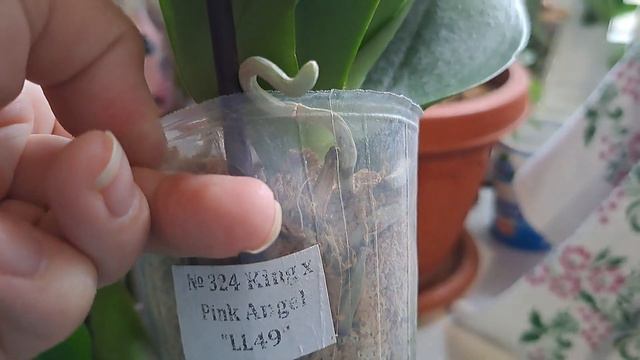 Азиатские орхидеечки,которые есть у меня дома.1 часть.🌱 смотреть онлайн