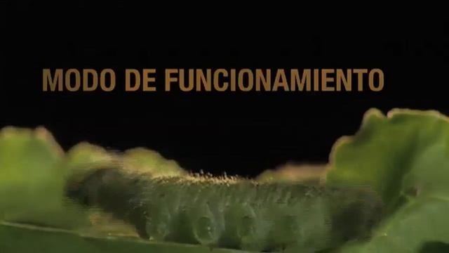 karate Zeon + смотреть онлайн