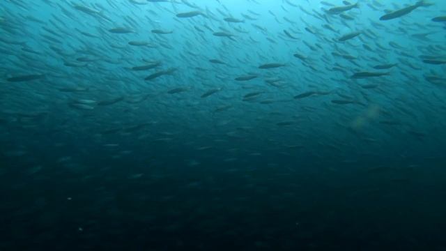 Живое Черное море - 2. Движение сингиля. смотреть онлайн