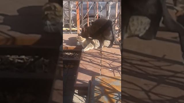 ВЕСЕЛАЯ ПЛАНЕТА смотреть онлайн