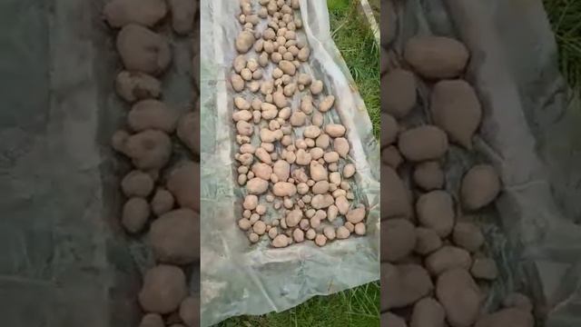 Урожай картофеля удивил. Осень 2019 смотреть онлайн