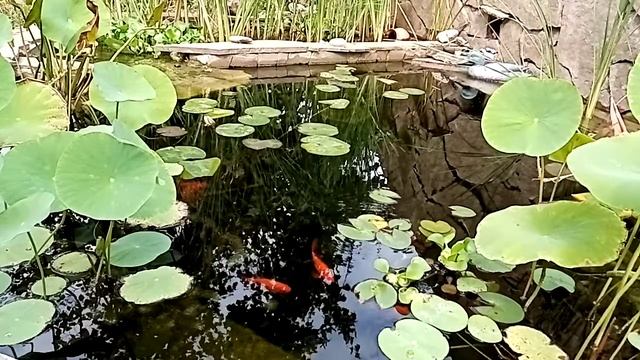 Декоративный водоём. Часть 4. Чистая, прозрачная вода в декоративном водоёме. Растения. смотреть онлайн
