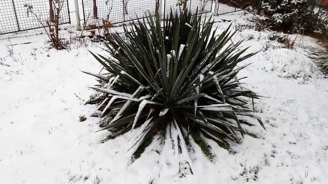 Juka vláknitá (Yucca filamentosa) dnes 9. prosince 2021: Václav Kovalčík, Zlín смотреть онлайн
