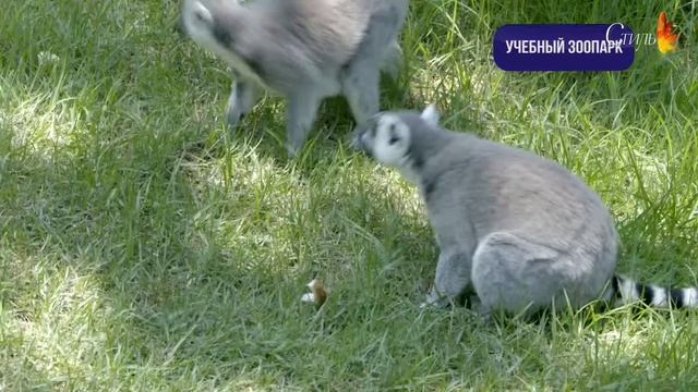 Хайфа Лотем смотреть онлайн