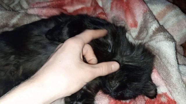 ПОДКИНУЛИ, КОГДА ОНА БЫЛА МАЛЫШОМ смотреть онлайн