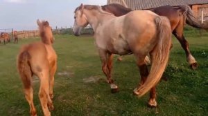 Оплодотворение самки лошади от самца / Fertilization of a female horse from a male /  Taj-Global TV