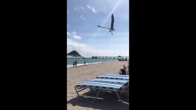 Как Александр Овечкин в кепке "Japan" отдыхал в Майами и кормил чаек (сториз Овечкина) смотреть онлайн