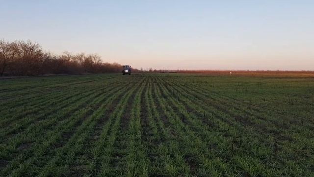 Выращивание оз.ячменя. No-till 04.12.2019. Вносим селитру смотреть онлайн