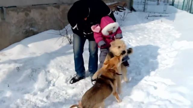 прогулянка в класний зимовий день/наші собаки[supermam] смотреть онлайн