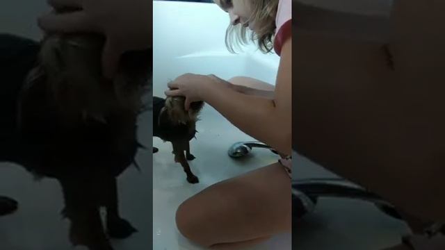 Мою Фиону, как правильно мыть собаку смотреть онлайн