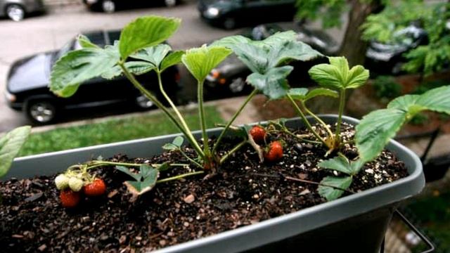 Как вырастить клубнику дома на подоконнике круглый год смотреть онлайн