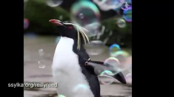 BEST CUBE ЛУЧШИЕ ПРИКОЛЫ 2018