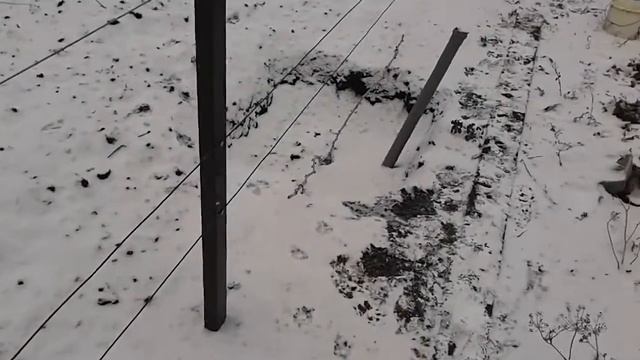 Виноград в Башкирии, второй год посадки ч. 4, Подготовка к зиме смотреть онлайн