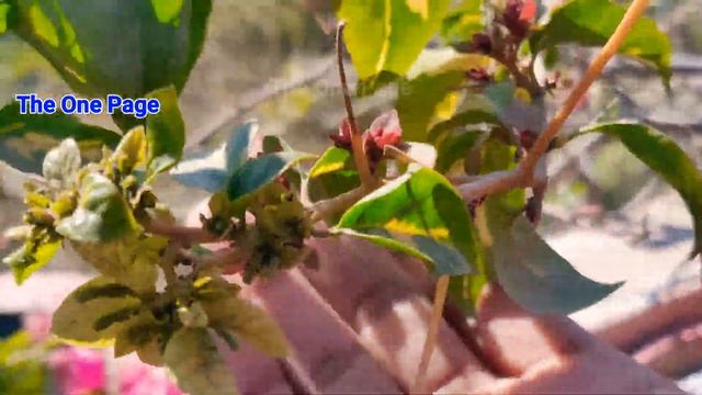 Use this Magic fertilizer for Bougainvillea flowering , Get 10X flowering on bougainvillea смотреть онлайн