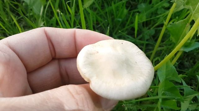 Энтолома садовая (Entoloma clypeatum, подабрикосовик) - в саду смотреть онлайн