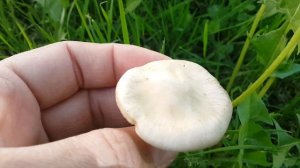 Энтолома садовая (Entoloma clypeatum, подабрикосовик) - в саду