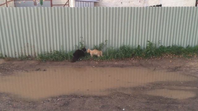 Драка котов, кошки дерутся смотреть онлайн